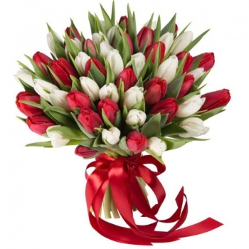 Букет из 45 красных и белых тюльпанов