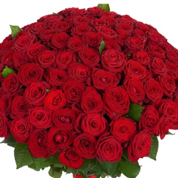 Букет из 151 красной розы