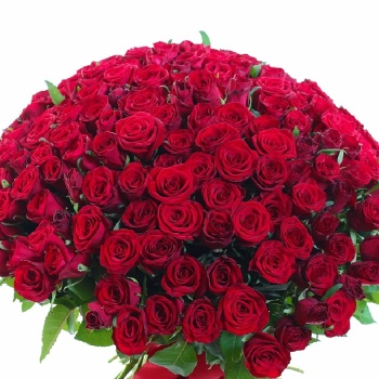 Букет из 201 красной розы с зеленью