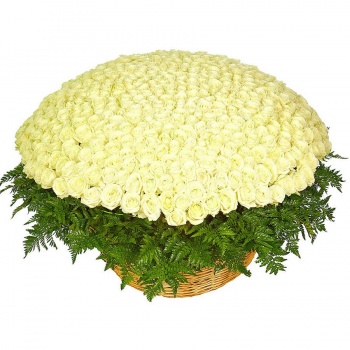 Букет из 501 белой розы с зеленью