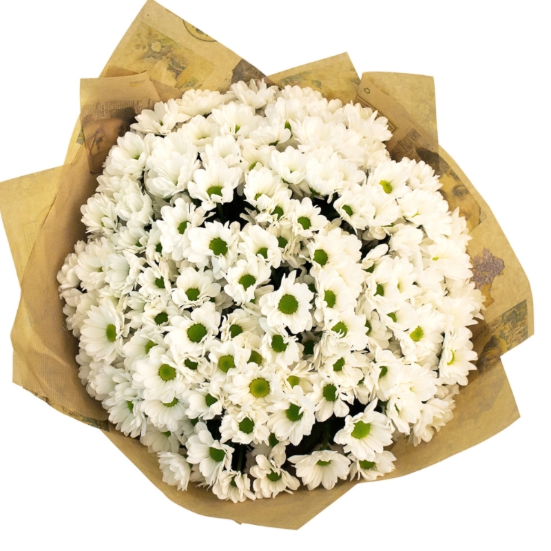 Букет из 25 веток белой ромашковой хризантемы