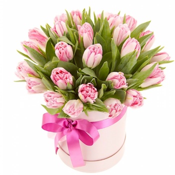 Букет из 25 розовых тюльпанов в коробке
