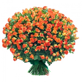 Букет из 55 оранжевых кустовых роз