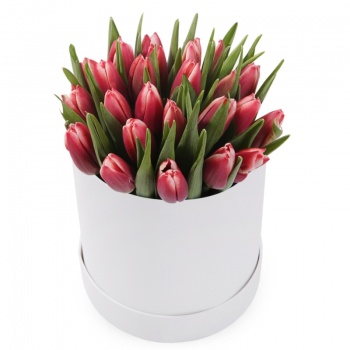 Букет из 25 красных тюльпанов в коробке
