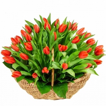 Красные тюльпаны в корзине 101 шт
