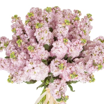 Букет из 31 нежно-розовой маттиолы