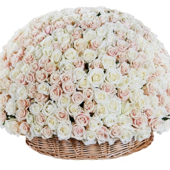 Корзина MIX из 501 белой и розовой розы