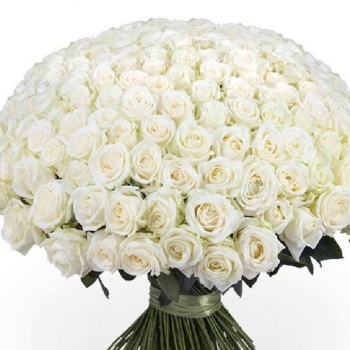 Букет из 201 белой розы